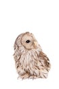 Ural Owl on the white background Royalty Free Stock Photo