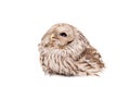 Ural Owl on the white background