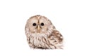 Ural Owl on the white background Royalty Free Stock Photo