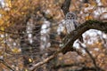 The elusive Ural Owl bird in autumn forest