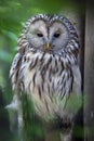 Ural owl (Strix uralensis). Royalty Free Stock Photo