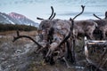 The Urals landscape. Russia landscape. The Ural Mountains. Reindeer