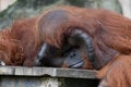 Close up Funny Urang-Utan , Pongo Pygmaes Royalty Free Stock Photo