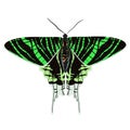 Urania Leilus rainforest butterfly vector illustration