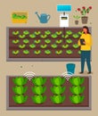 Urban agriculture, farmer woman using modern technology, distance control of growing process