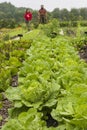 Urban agriculture The Netherlands