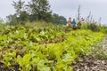 Urban agriculture The Netherlands