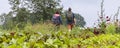 Urban agriculture The Netherlands