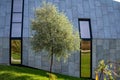 Urban architecture, lawn and tree at the facade of a modern building Royalty Free Stock Photo