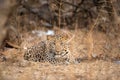 Urban area Indian leopard head shot looking straight to the camera with intense expressions at jahalana forest reserve Jaipur