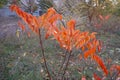 Urban autumn landscape