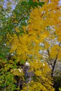 Urban autumn landscape