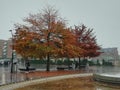 Urban autumn trees Sheffield