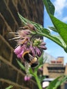 Urban Bee Living on a Rooftop Garden