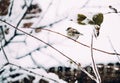 Urban bird in winter. Sparrow in the snow garden Royalty Free Stock Photo