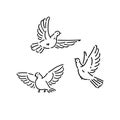 Urban birds wild pigeons flying line art style character vector black white isolated illustration.