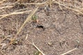 Urban black ants in the hole of an anthill. Nora, Anthill Entrance and Sand from Ants on Garden Paths Royalty Free Stock Photo