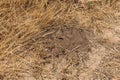 Urban black ants in the hole of an anthill. Nora, Anthill Entrance and Sand from Ants on Garden Paths Royalty Free Stock Photo