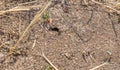 Urban black ants in the hole of an anthill. Nora, Anthill Entrance and Sand from Ants on Garden Paths Royalty Free Stock Photo