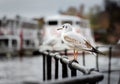 An urban black-headed gull in its first winter plumage, on the lookout for scraps of food, alongside the river dee