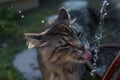 Urban Cat Lapping Water in Garden 6