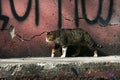 Urban cat