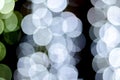 Urban city night light bokeh , defocused blur background Royalty Free Stock Photo