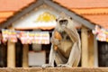 Urban city wildlife from Sri Lanka. Common Langur, Semnopithecus entellus, monkey on the orange brick building, urban wildlife.