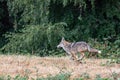 An urban coyote running in Seattle