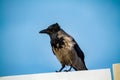 urban crow against the Royalty Free Stock Photo