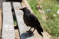 Urban crow perched on park bench during sunny day Royalty Free Stock Photo