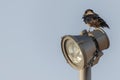 Urban crow on the street lamp Royalty Free Stock Photo