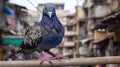 Urban Culture Exploration: A Captivating Pigeon With Intense Expression