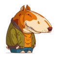 An Urban Dog, isolated vector illustration. Cartoon picture of a smiling Bull Terrier wearing a casual outfit. Drawn animal