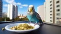 Urban dweller's feathered friend, the budgerigar Royalty Free Stock Photo