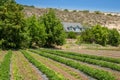 Urban Farming