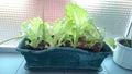 Urban farming balcony fresh lettuce