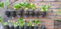 vegetables plant in the recycled plastic botle