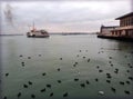 Cormorants, seagulls, urban ferry of Istanbul Royalty Free Stock Photo