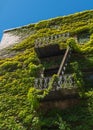 Urban fire escape, vine covered building Royalty Free Stock Photo