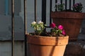 Urban flower pot in Washington D.C. Rowhouse