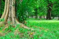 Urban forest view with green atmosphere. Sabilal Muhtadin Forest Park Banjarmasin.