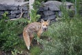 Urban fox bringing home food Royalty Free Stock Photo