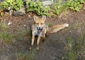 Urban fox bringing home food Royalty Free Stock Photo