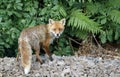 Urban fox bringing home food Royalty Free Stock Photo