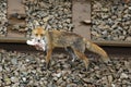 Urban fox bringing home food Royalty Free Stock Photo