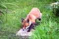 Urban Fox Cub in a domestic garden Royalty Free Stock Photo