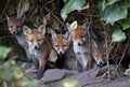 Urban fox cubs emerging from their den to explore the garden Royalty Free Stock Photo