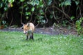 Urban fox cubs exploring the garden Royalty Free Stock Photo