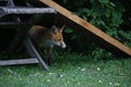 Urban fox cubs exploring the garden Royalty Free Stock Photo